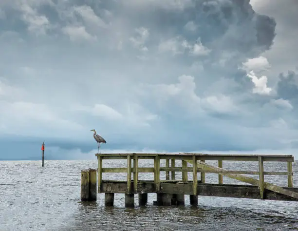 A lone Great Blue Heron standing on a wooden fishing pier with dark storm clouds over Lake Pontchartrain.