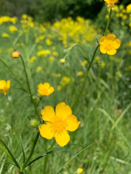 istock Yellow flowers in summer meadows 1153979681