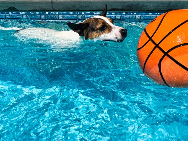 istock Dog swimming chasing ball 1153980388