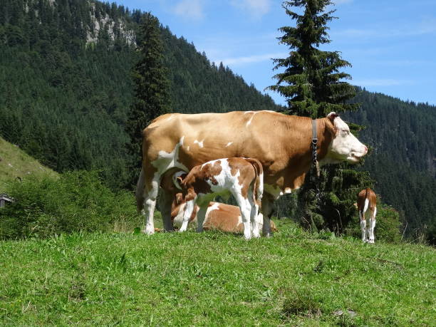 vaca madre y becerro en un prado alpino en brander alm cerca de ruhpolding, alpes bávaros, alemania - alm bavaria mountain summer fotografías e imágenes de stock