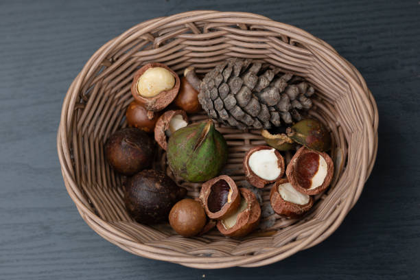 istock Macadamia fruit with Flowers of pine 1153982633