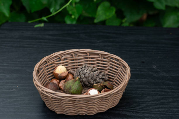 istock Macadamia fruit with Flowers of pine 1153982652