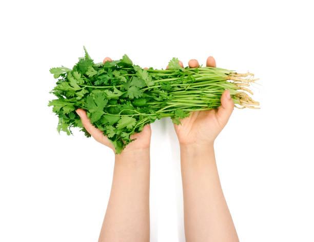 istock Female hand holding Coriander on a white background 1153982939