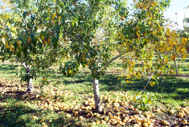 Pear Trees in Orchard Looking down lines of pear trees in an orchard in autumn. conference pear stock pictures, royalty-free photos & images