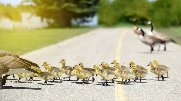istock Gosling chicks following their mother 1153986746