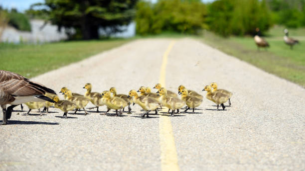 istock Gosling chicks following their mother 1153986747