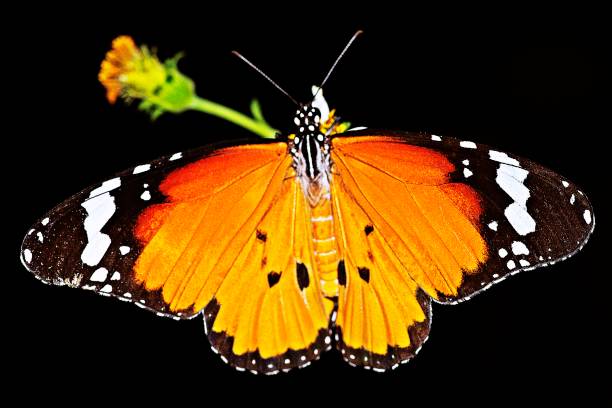 istock Butterfly spreading wings on flower. 1153986992