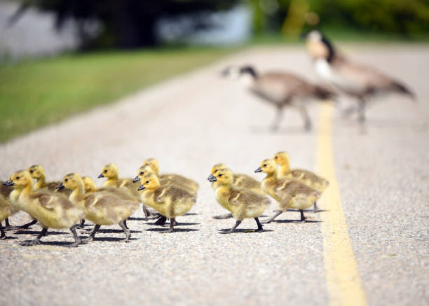 istock Gosling chicks following their mother 1153987876