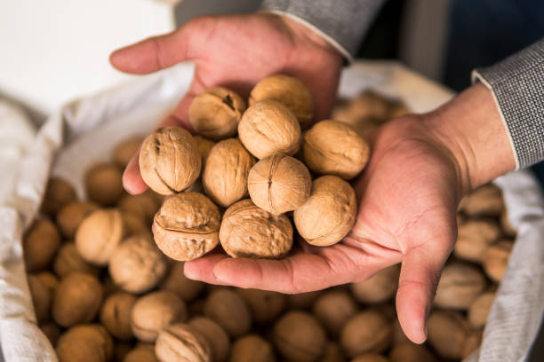 istock walnuts in hands of man. 1153987899