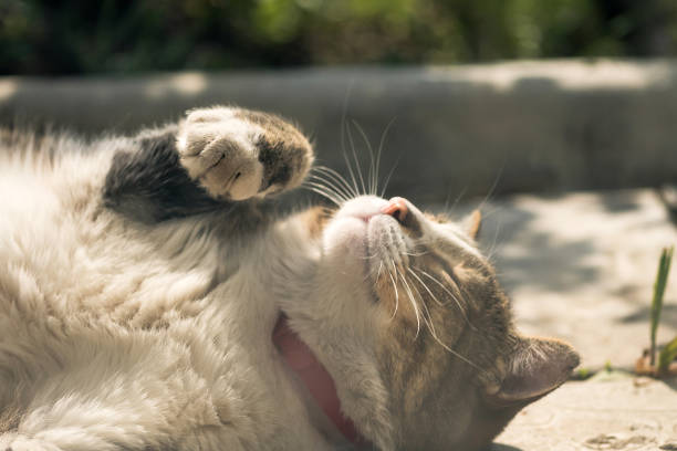 istock charming domestic cat lying in the sun in nature 1153988017