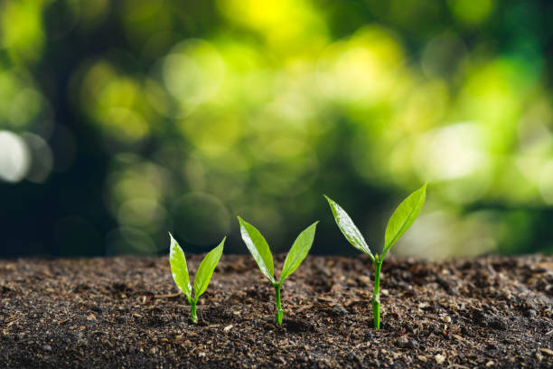 istock Tree Growth Three Steps In nature And beautiful bokeh 1153988943