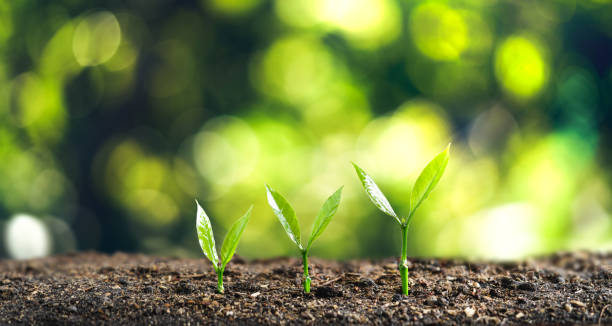 istock Tree Growth Three Steps In nature And beautiful bokeh 1153988950