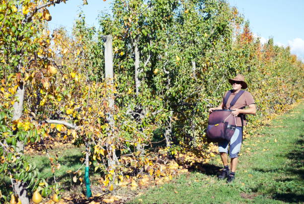 Fruit Picker in Orchard New Zealand is a country of fruit growing. Each region specialises  in certain crops. The valleys of Motueka in the Tasman District  are rich in pip fruit such as pear orchards. The pears are grown both in New Zealand and globally. Each pear is hand picked. motueka stock pictures, royalty-free photos & images
