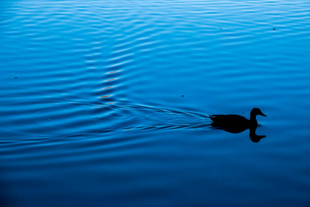 Green Duck Swimming