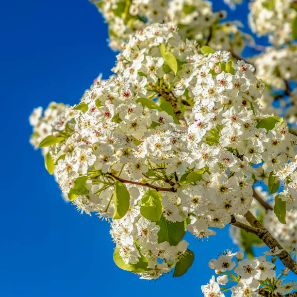 istock Frame Square White flowers blooming on the branches of a tree viewed on a sunny day 1153995305