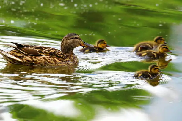 A family of ducks, mother duck and ducklings swim in the water. 
The duck takes care of its newborn ducklings. Ducklings are all together included.