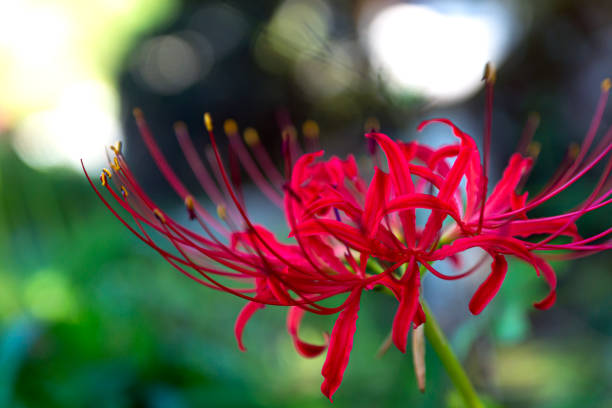istock Red spider lily flowers (Lycoris radiata) 1153997539
