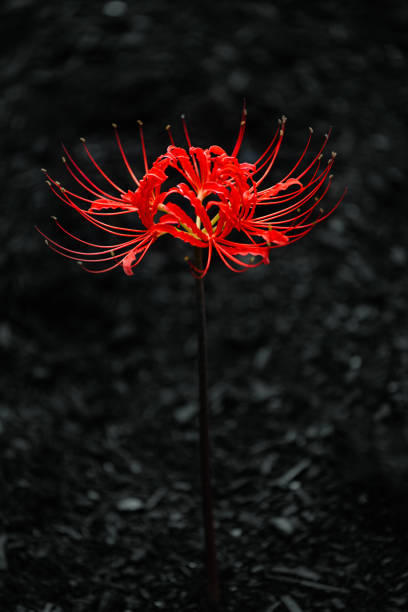 Red spider lily flowers (Lycoris radiata) Red spider lily flowers (Lycoris radiata) spider lily stock pictures, royalty-free photos & images