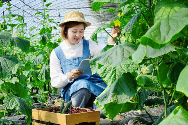 istock Woman Picking Vegetable at Vegetable Garden 1153997881