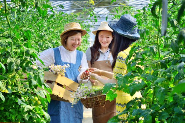 istock Three Woman Harvest Joy at Vegetable Garden 1153997916