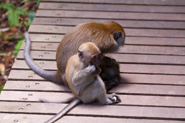 Young and old monkey on boardwalk in Singapore