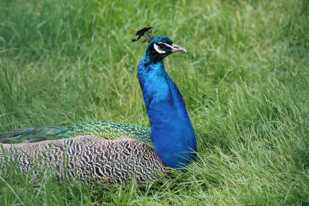 istock A beautiful male peacock in all its spring splendor 1153998763