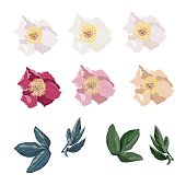 istock Peony flowers set. Vintage floral elements with peony flowers and leaves isolated on white background. Hand drawn botanical illustration for design. 1153998825
