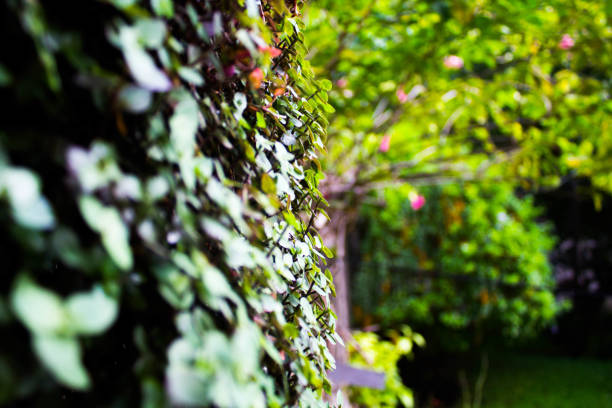 istock Blurred outdoor plants on a wall. 1153999026