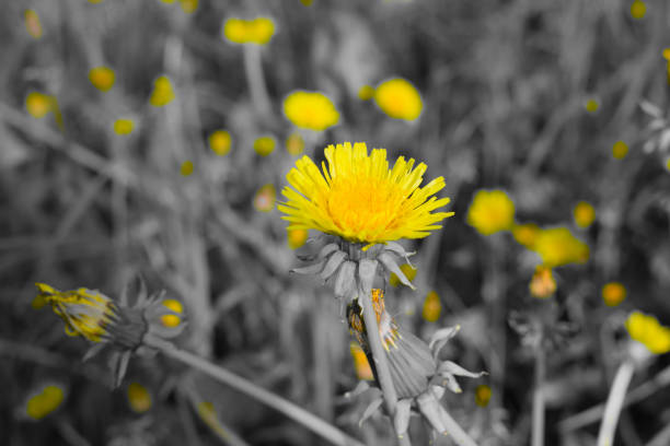 istock Yellow dandelions on a black background. Creative photo 1153999180