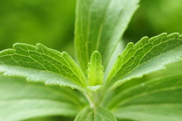 stevia rebaudiana. stevia kräuter-makro. frisches grünes stevia-äste auf grün blurem gemüseangrund. natürliche gesunde süße. diabetikersüße nahrungsergänzungsmittel. gesunde kalorienarme lebensmittel. - sugar leaf stock-fotos und bilder