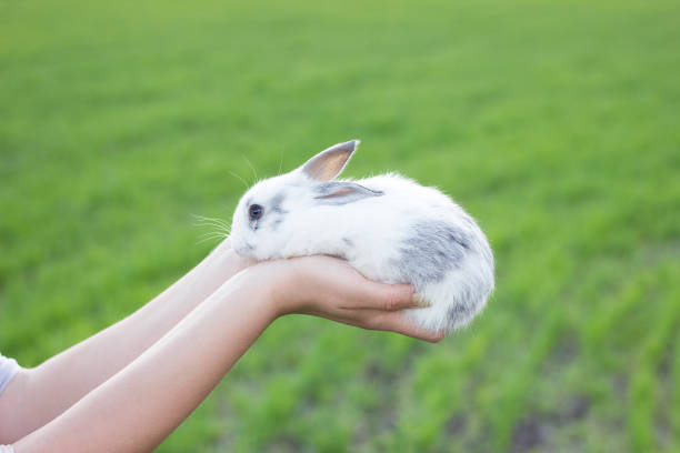 istock Girl holding a rabbit 1154000212