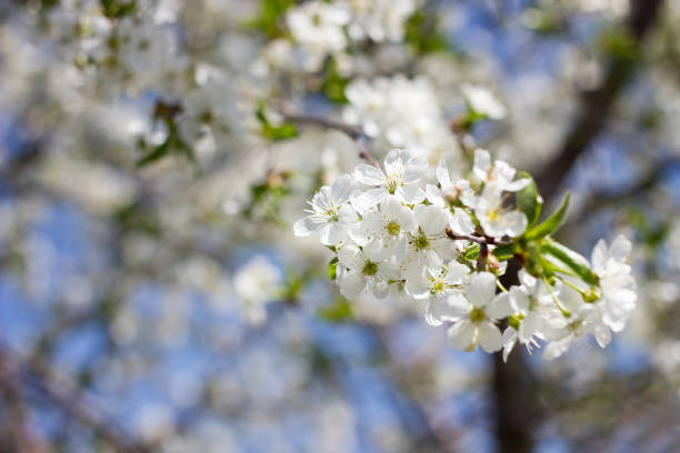 istock blooming twigs of cherry. 1154001761