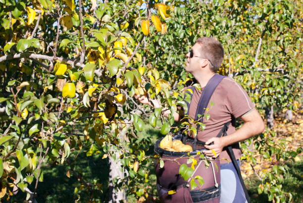 Fruit Picker in Orchard New Zealand is a country of fruit growing. Each region specialises  in certain crops. The valleys of Motueka in the Tasman District  are rich in pip fruit such as pear orchards. The pears are grown both in New Zealand and globally. Each pear is hand picked. motueka photos stock pictures, royalty-free photos & images