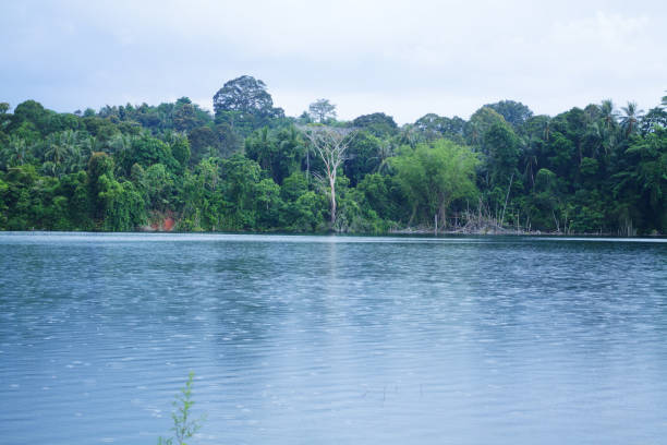 istock Lake on Palau Ubin island 1154002175