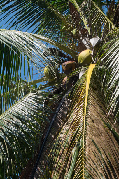 istock Coconut fruits 1154002951