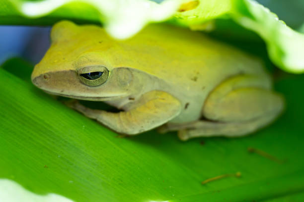 istock Frog, Polypedates leucomystax,polypedates maculatus on Green leaf texture background, Bird's nest fern, Asplenium nidus, Rainy season 1154004241