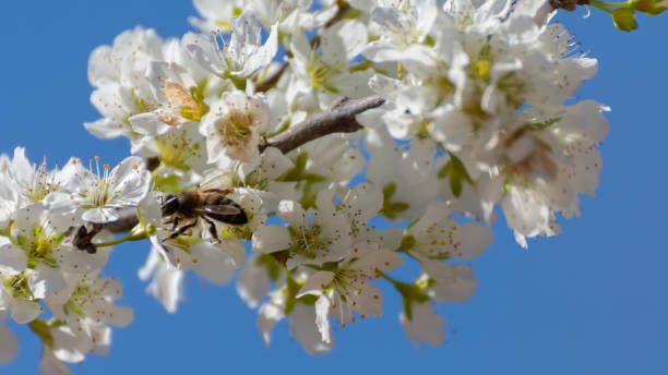 istock Plum tree flowered with white flowers and bee collecting pollen on its flowers. Typical natural spring background 1154004404
