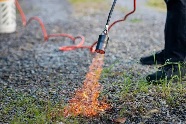 Photo of Weed burning.