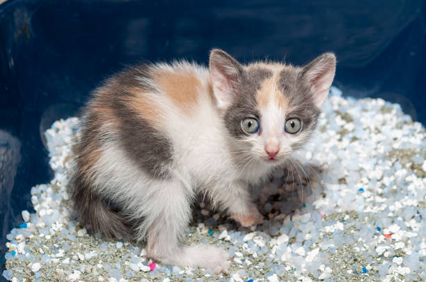 istock Little cat playing on the home 1154004509