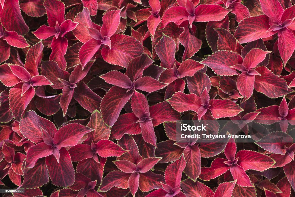 Foto de Folhas Vermelhas Brilhantes Do Coleus Perene Da Planta  Scutellarioides Do Plectranthus Plantas Decorativas Do Fairway Do Coleus Do  Veludo Vermelho Fundo Das Folhas Vermelhas e mais fotos de stock de