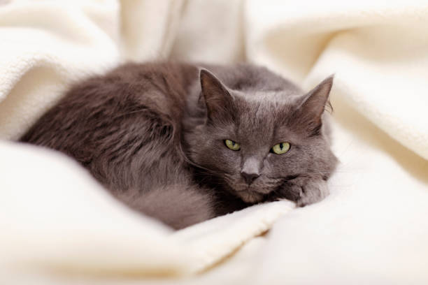 istock Beautiful gray fluffy cat sleeping on the couch. 1154007880