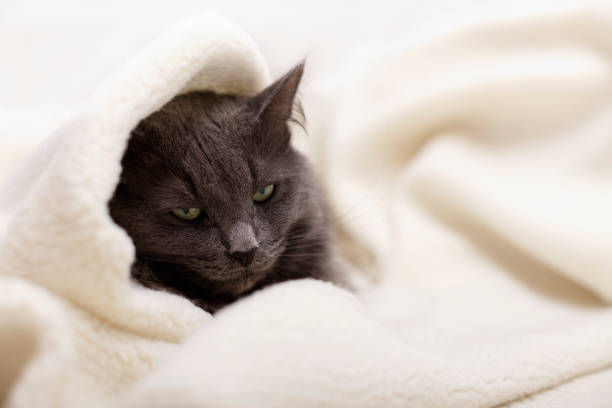 istock Beautiful gray fluffy cat sleeping on the couch. 1154007887
