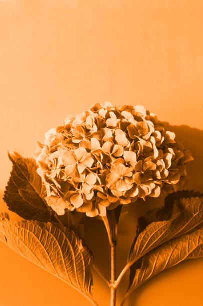 istock Top view Of Hydrangea background. trendy color. 1154009014