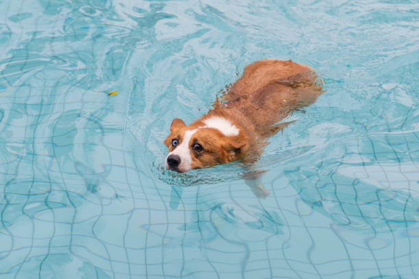 istock Corgi dog playing in the pool 1154009039