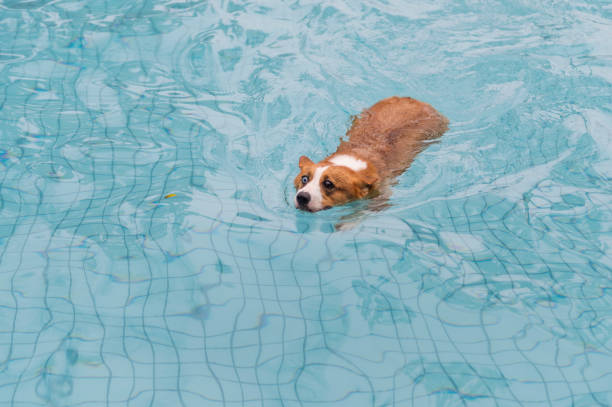 istock Corgi dog playing in the pool 1154009041