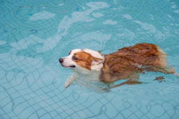 istock Corgi dog playing in the pool 1154009049