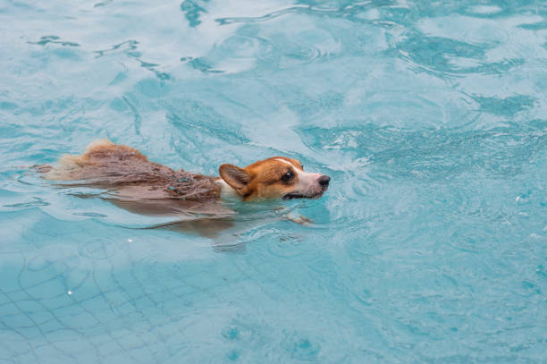 istock Corgi dog playing in the pool 1154009050