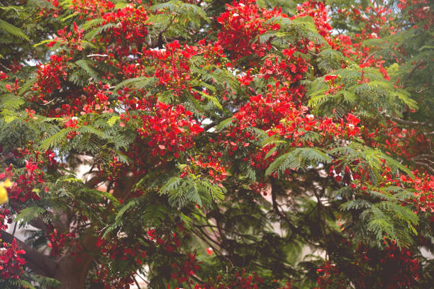 istock Exotic tropical flowers summer background 1154012879