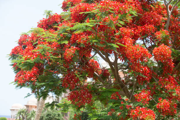 istock Exotic tropical flowers summer background 1154012992
