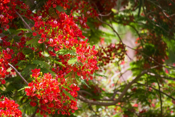 istock Exotic tropical flowers summer background 1154013025